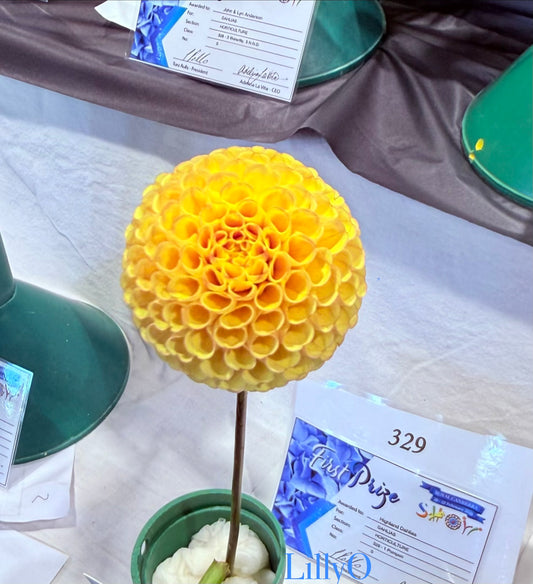 Glenbank Honeycomb - Dahlia - Pompon