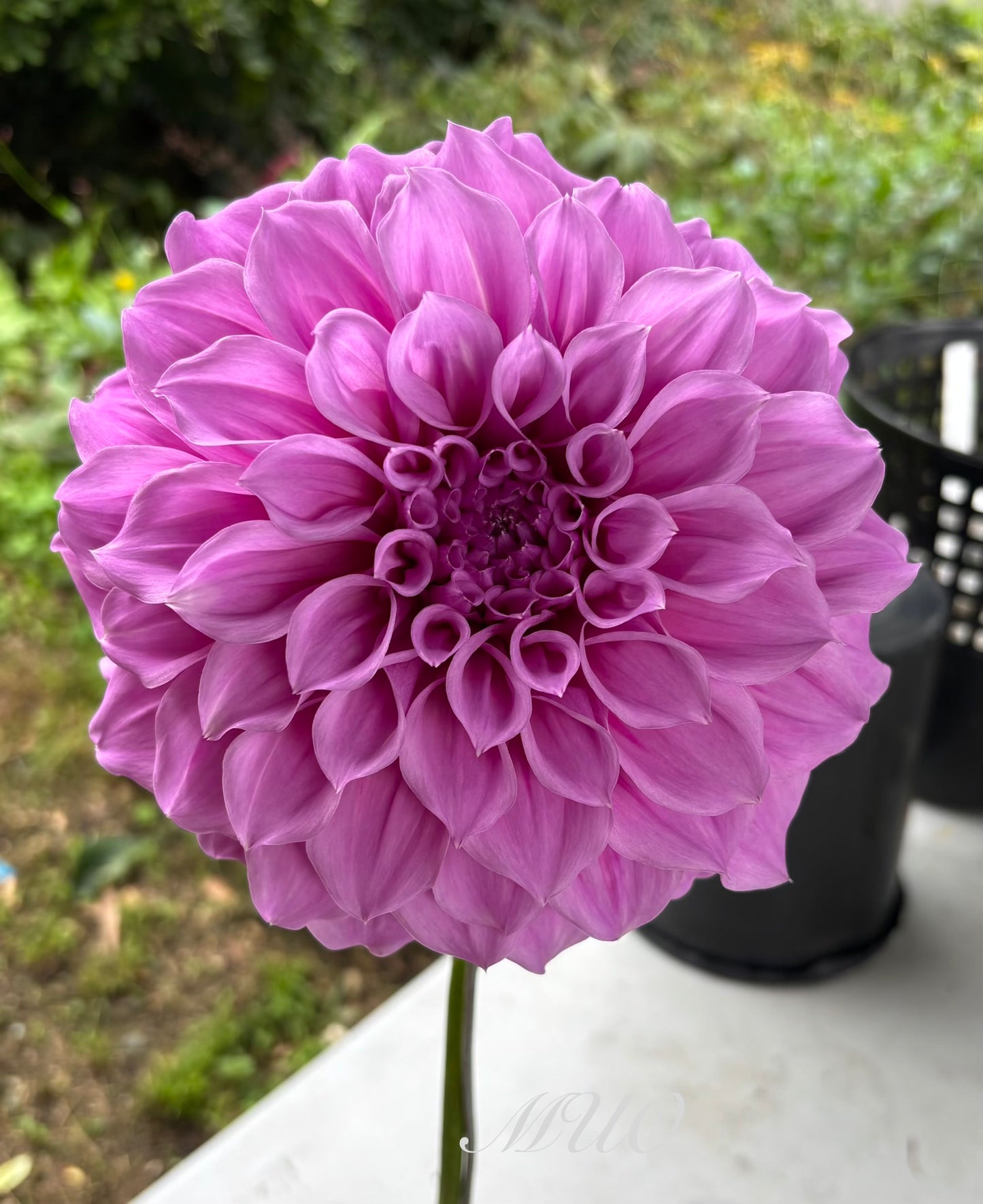 Como Polly - Dahlia - Medium Decorative