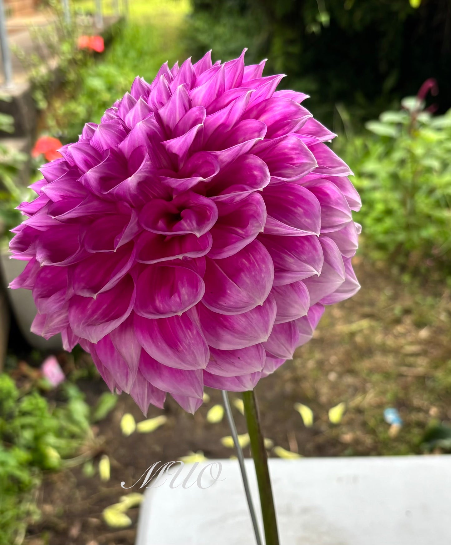Everton Esquire - Dahlia - Small Decorative