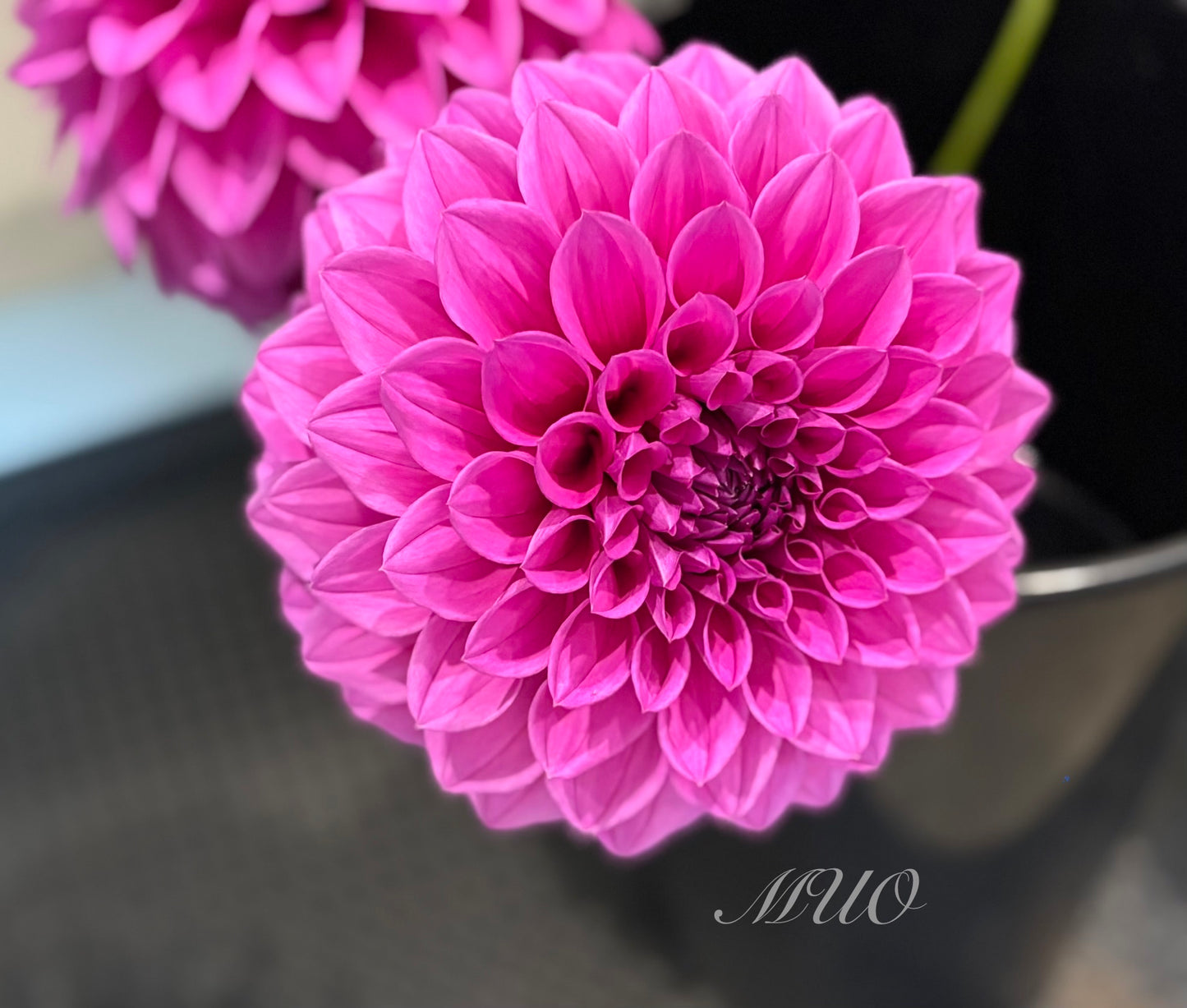 Brian R - Dahlia - Medium Decorative