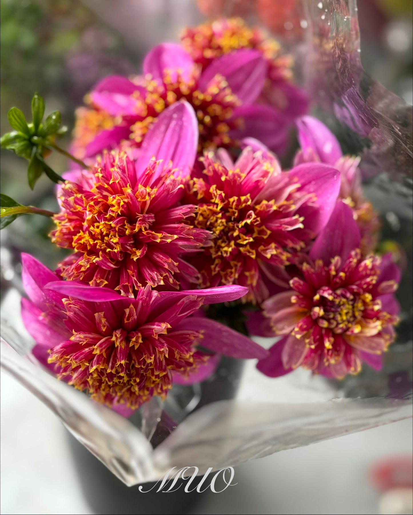 Mexico - Dahlia - Anemone