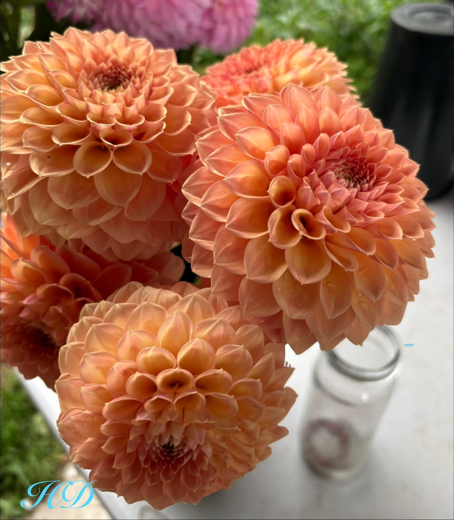 Granite Kylie - Dahlia - Miniature Decorative