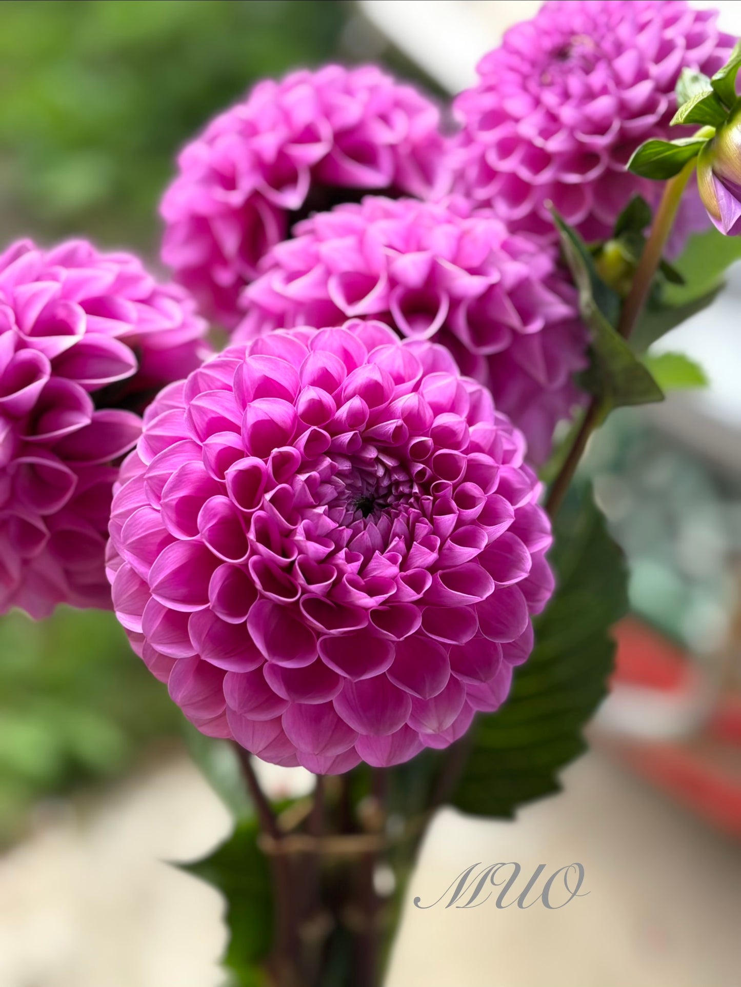 Joan O - Dahlia - Ball