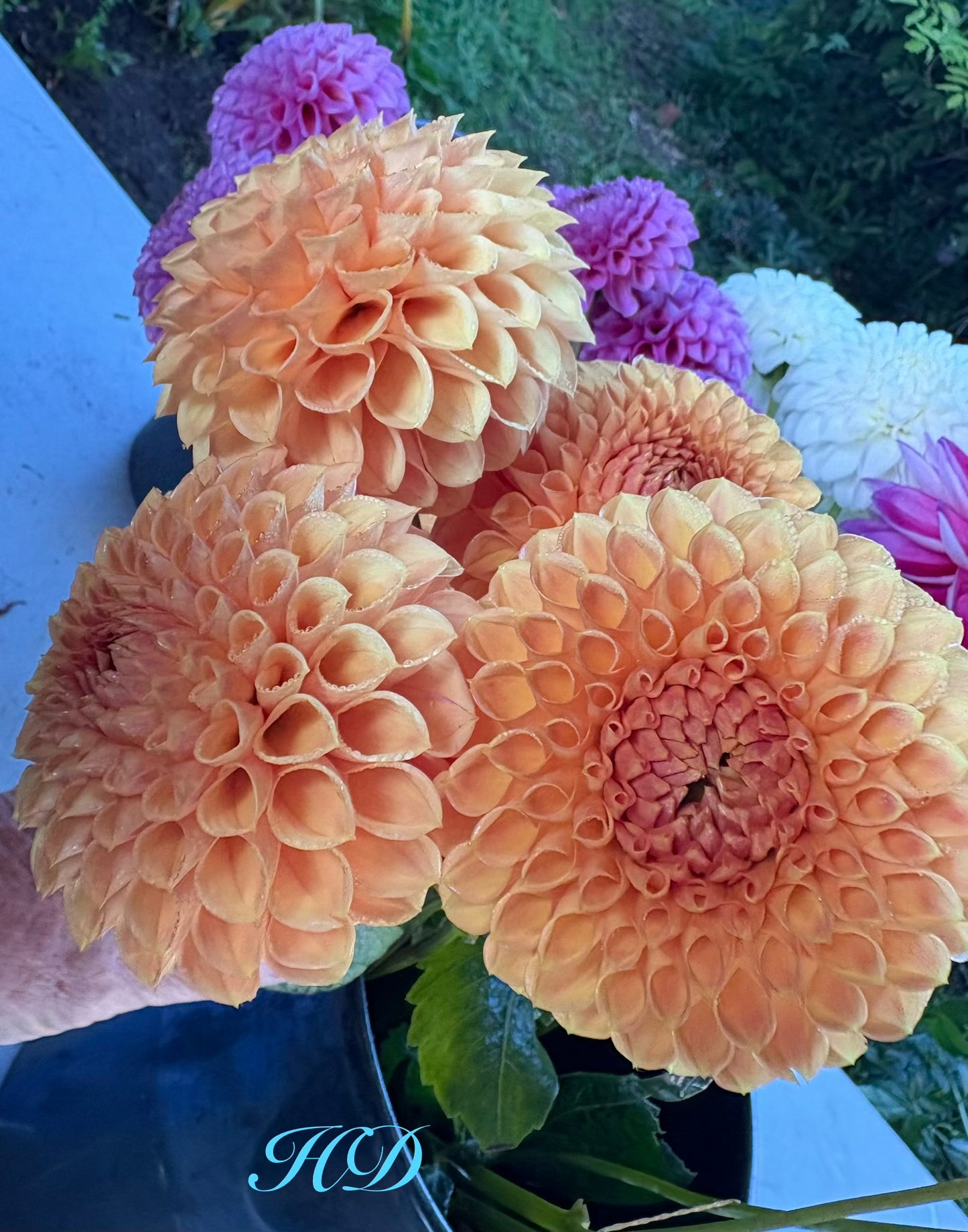 Formby Crest - Dahlia - Miniature Decorative