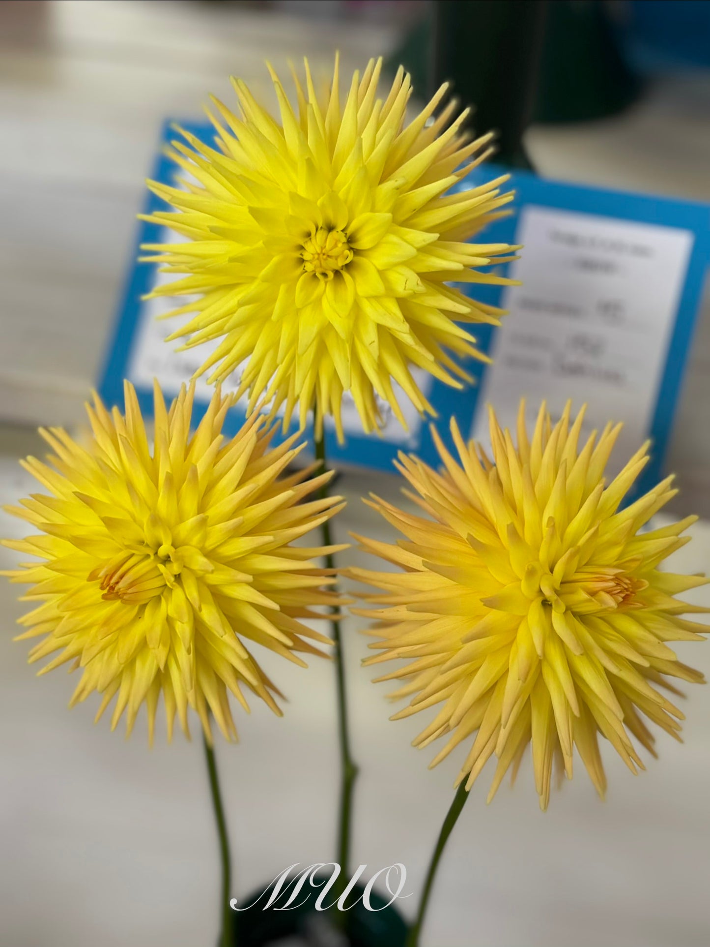 Devon Cocktail - Dahlia - Miniature Cactus