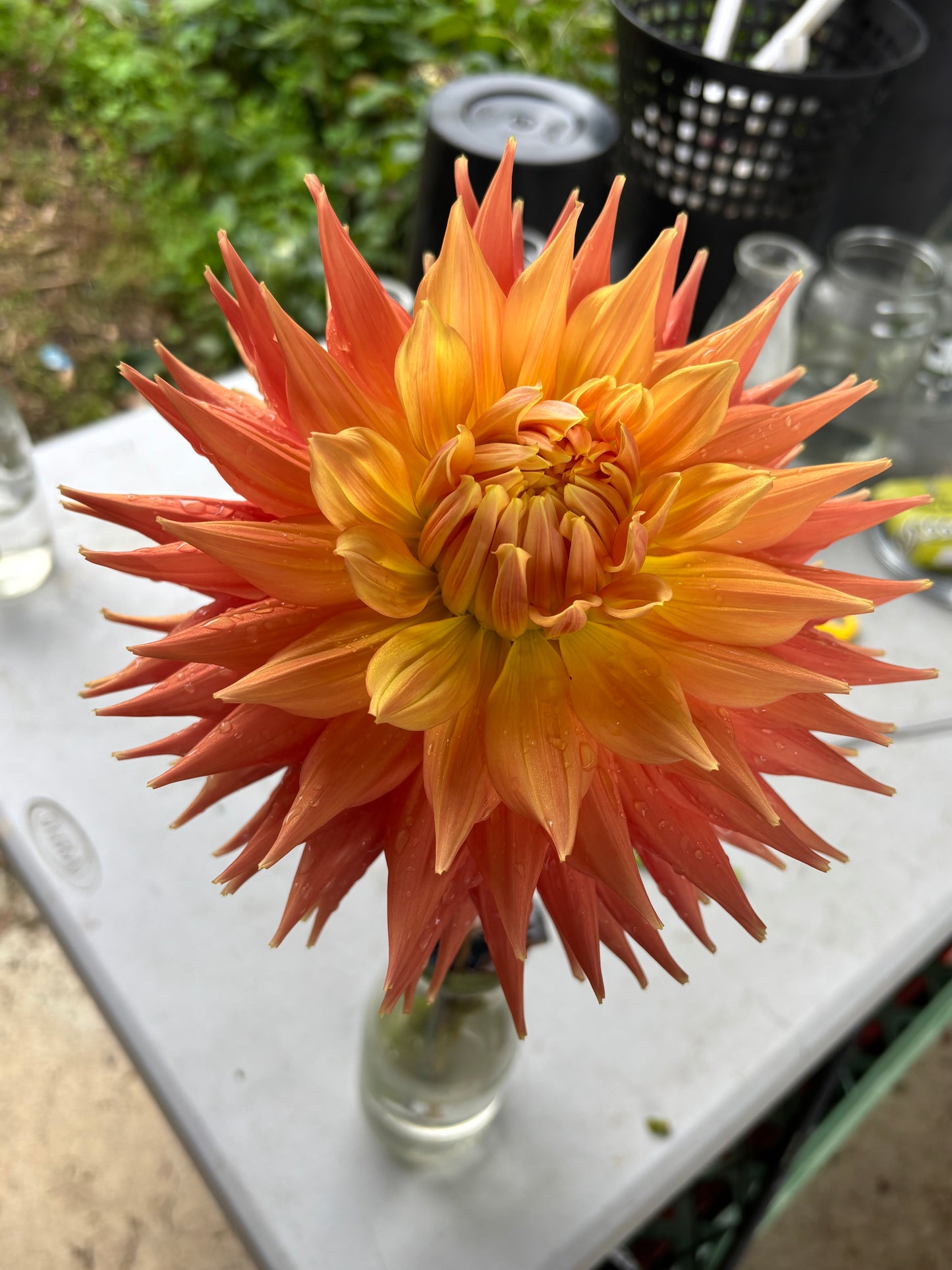 A.C Ben - Dahlia - Large/Giant Cactus