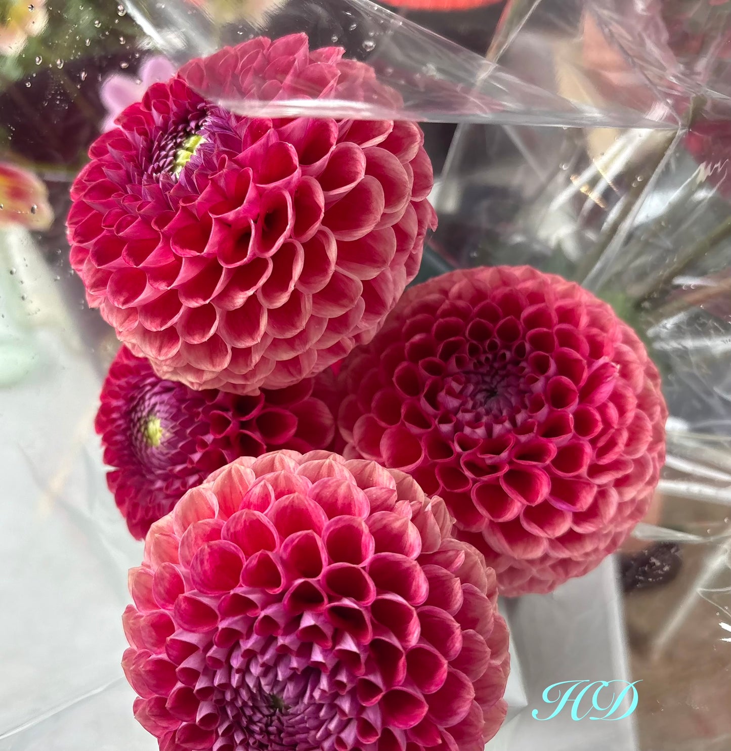 Winkie Robot - Dahlia - Ball