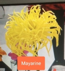 Mayarine - Dahlia - Incurved Cactus