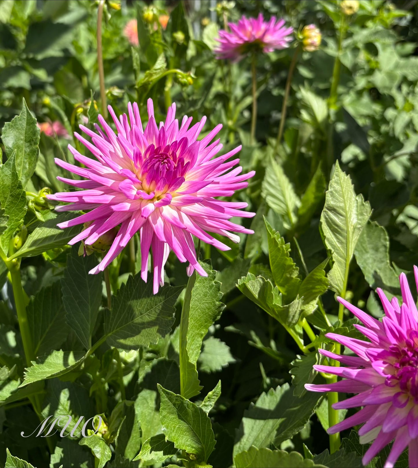 Wakefield Mentor - Dahlia - Miniature Cactus