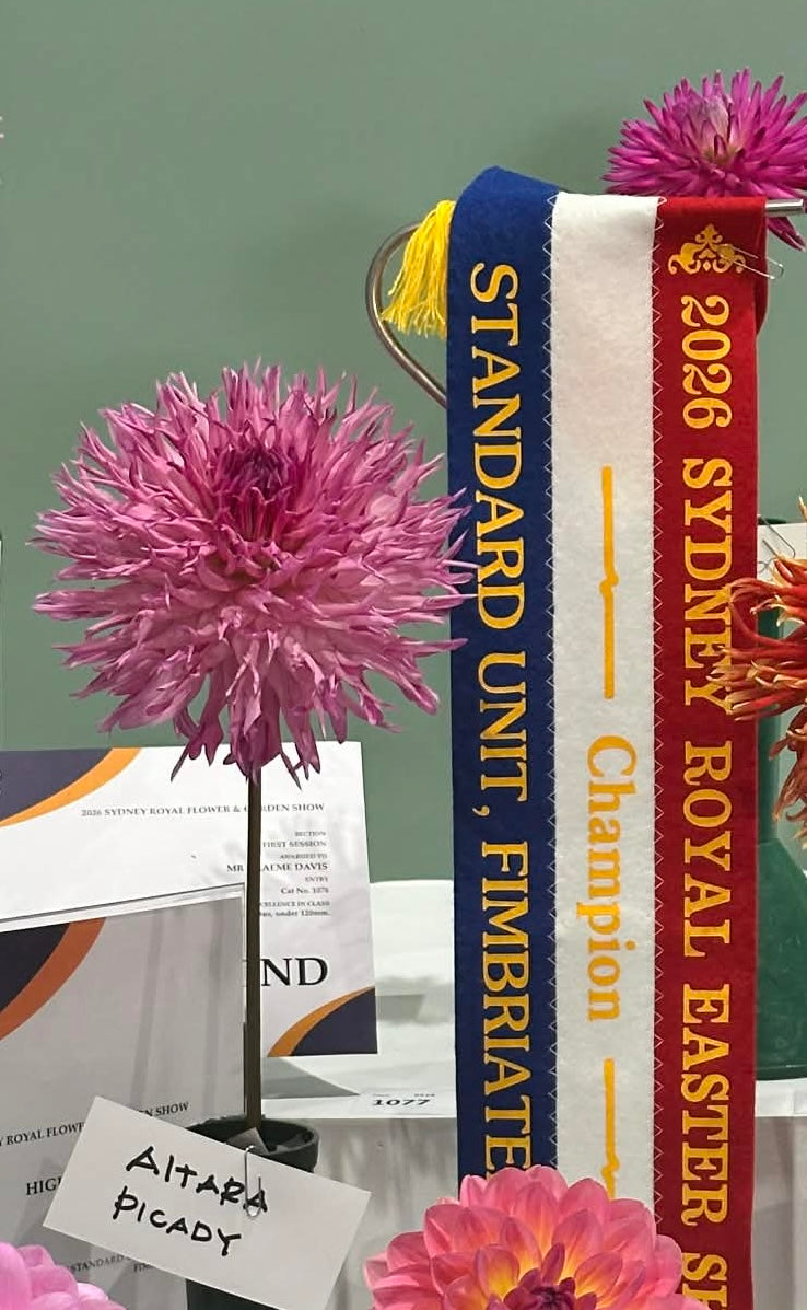 Aitara Picardy - Dahlia - Fimbriated