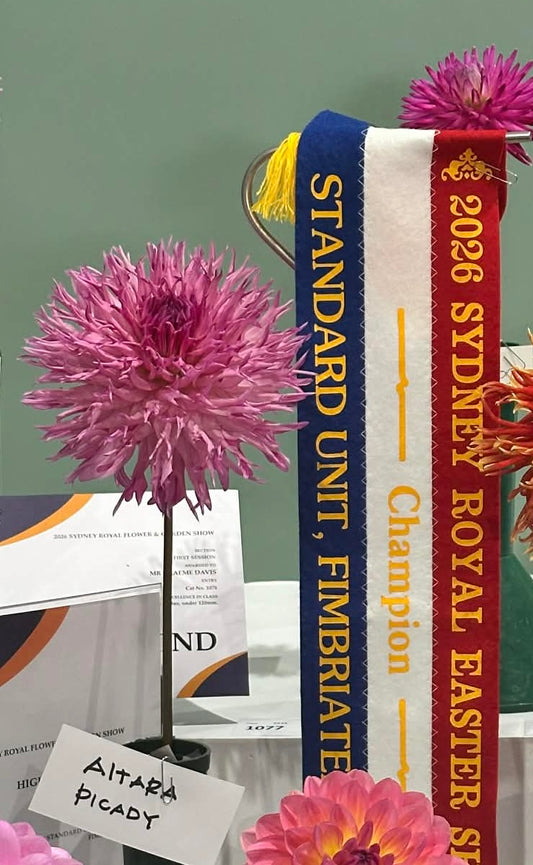 Aitara Picardy - Dahlia - Fimbriated