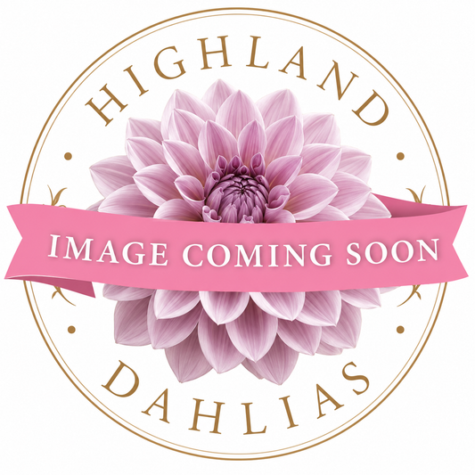 Aitara Laverne - Dahlia - Medium Decorative