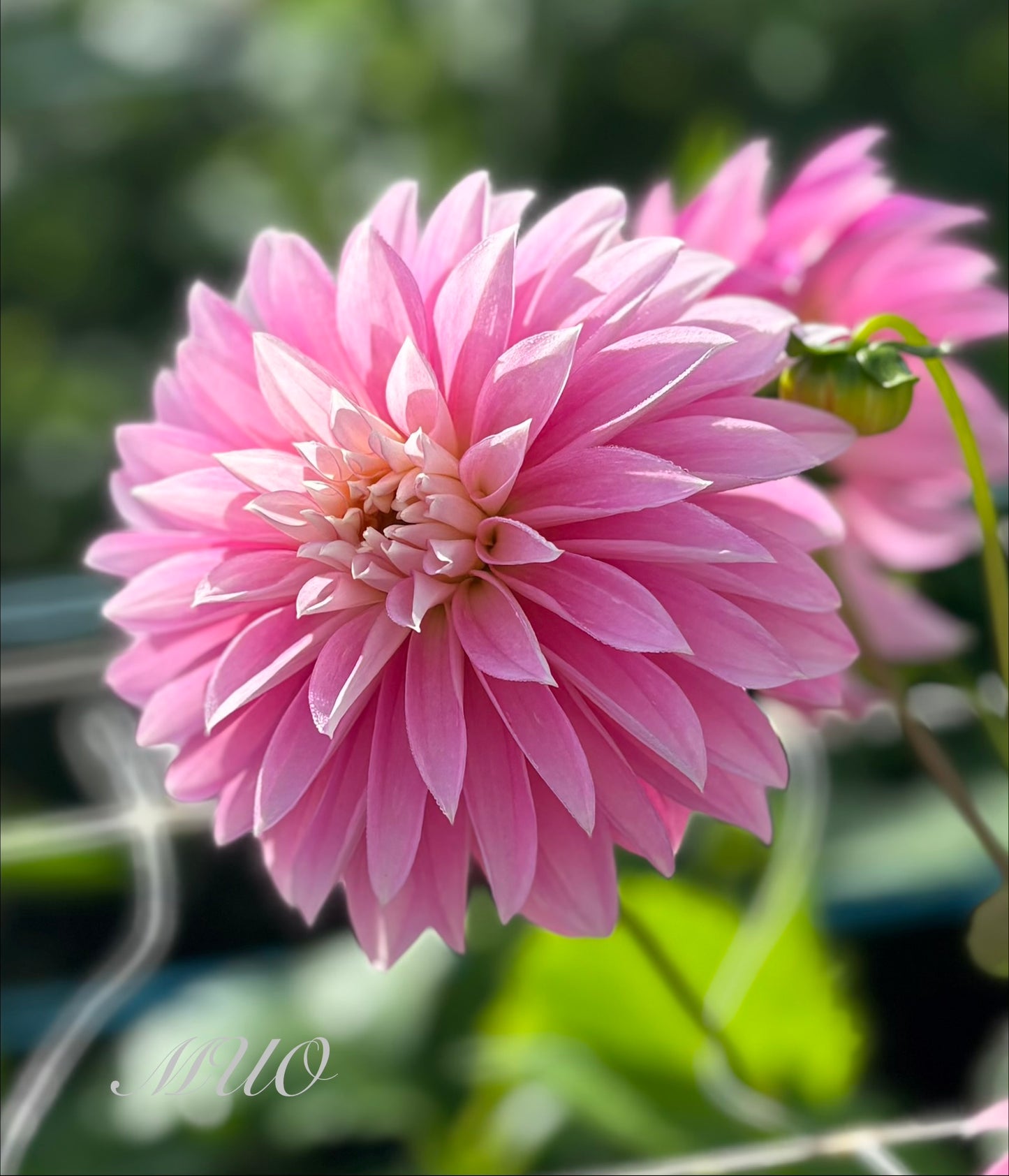 Alloway Candy - Dahlia - Stella