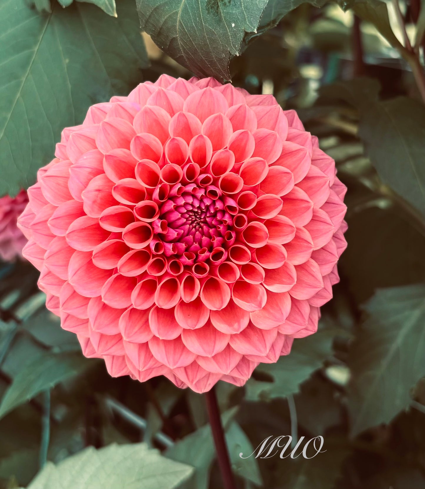 Ailsa Bailey - Dahlia - Miniature Decorative
