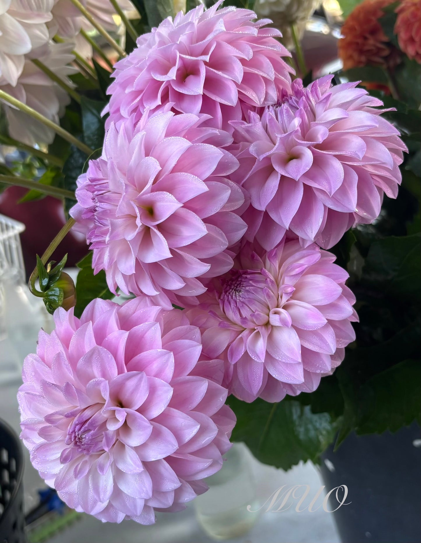 Bill's Maddy - Dahlia - Miniature Decorative