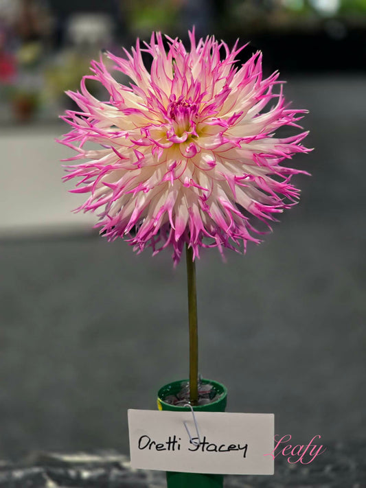 Oreti Stacey - Dahlia - Fimbriated