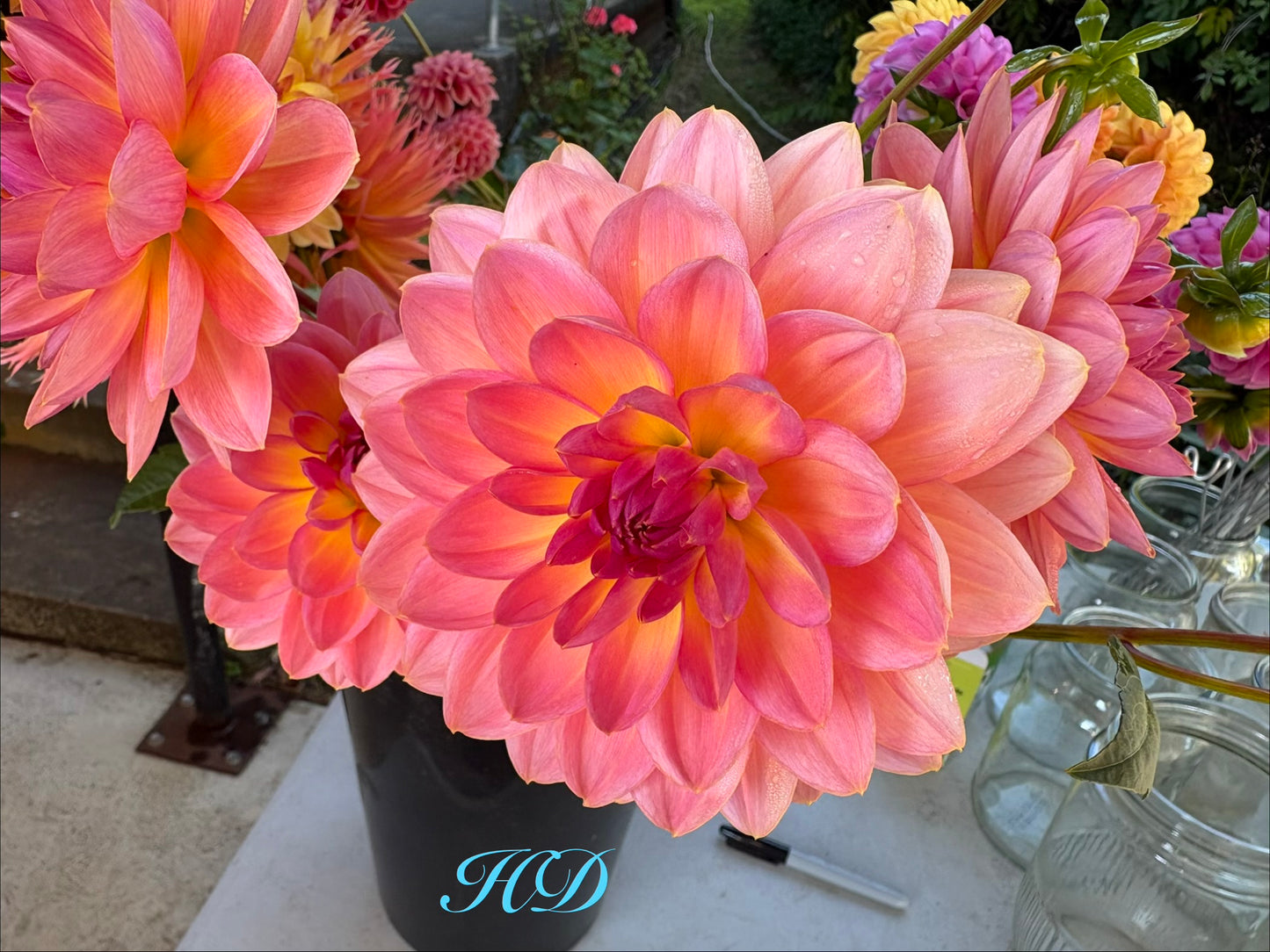 Moray Ashley - Dahlia - Waterlily