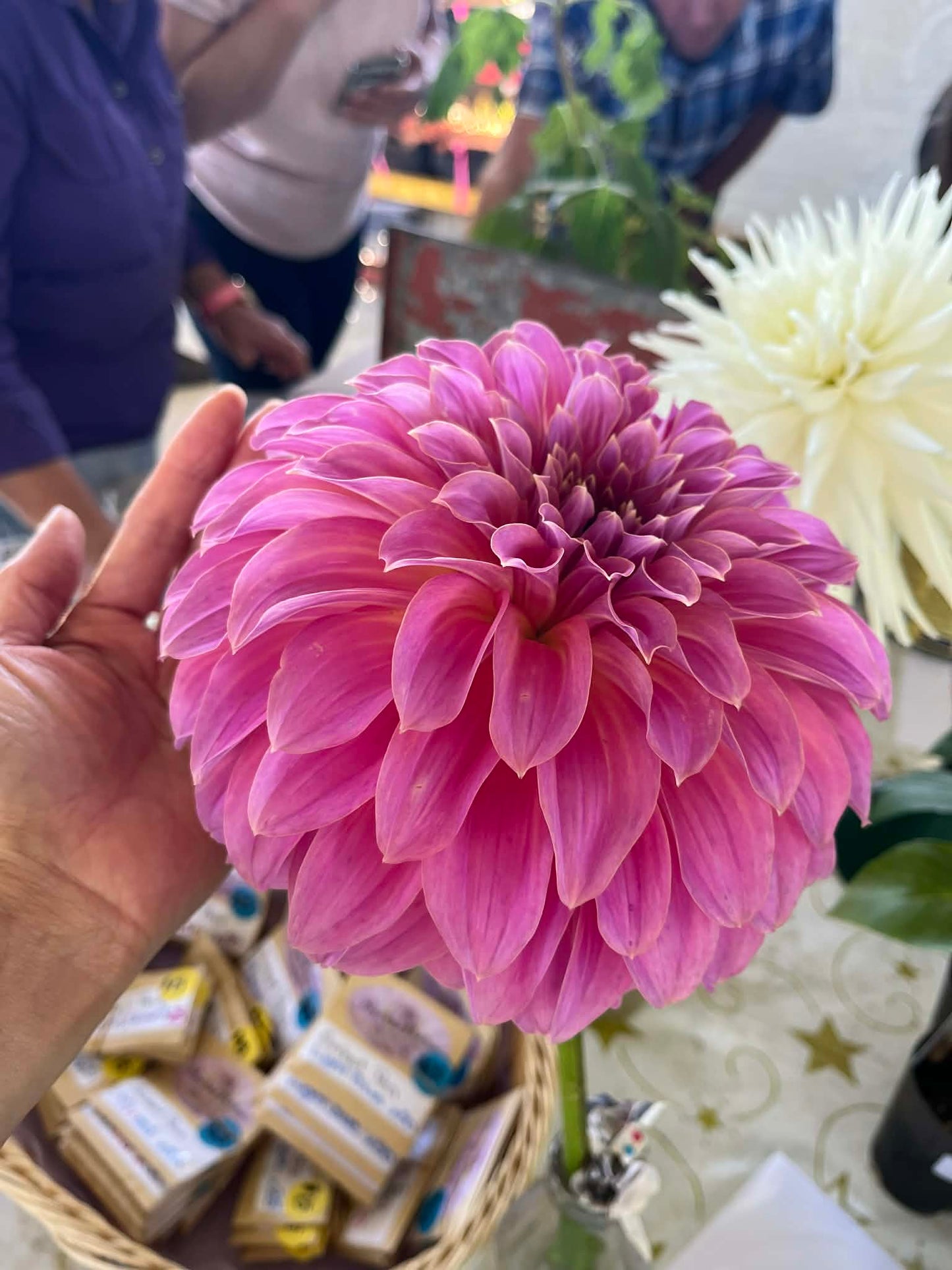 Coorabell Caitlyn - Dahlia - Small Decorative