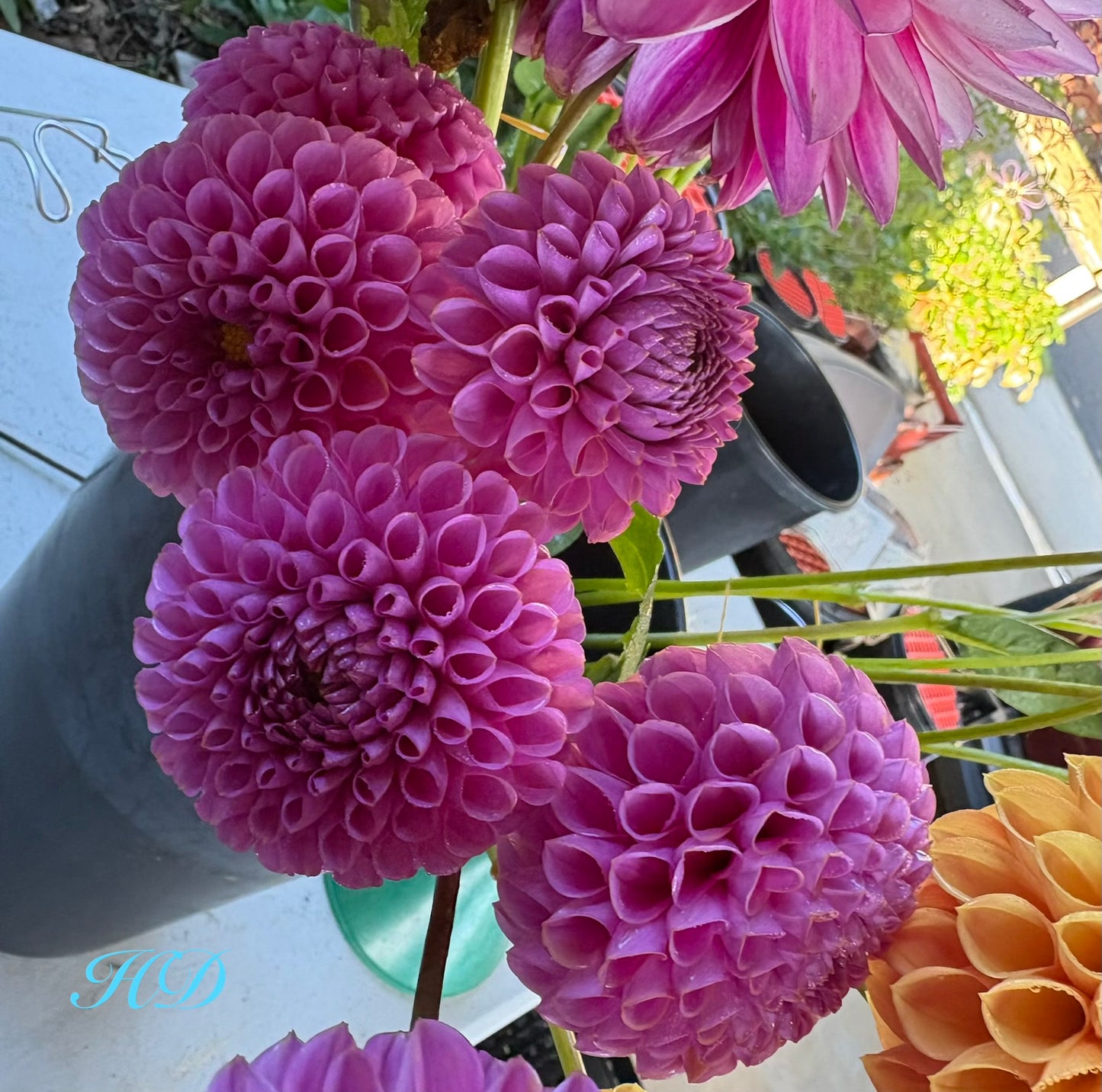 Isabel - Dahlia - Ball