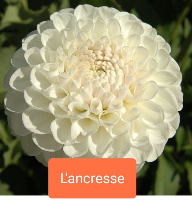 L'ancresse - Dahlia - Ball