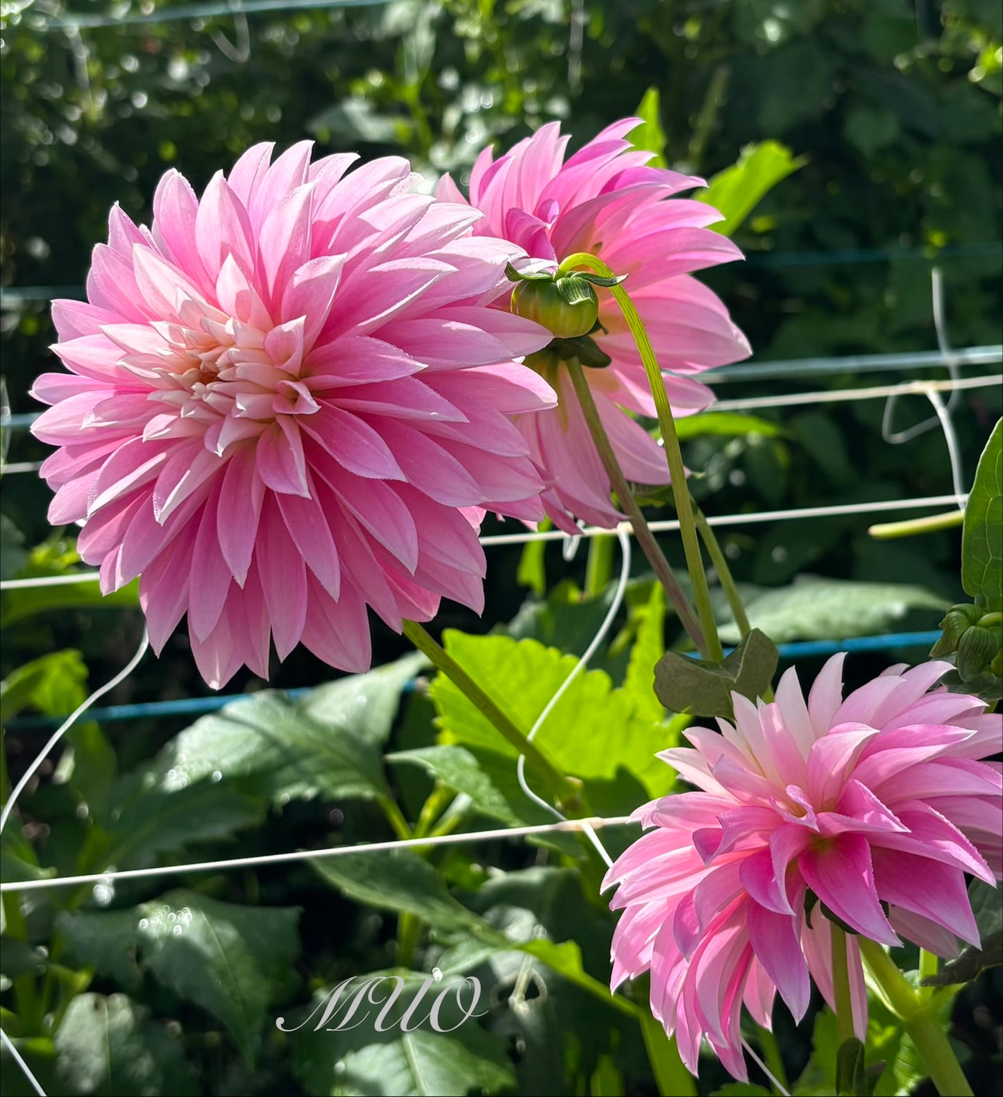 Alloway Candy - Dahlia - Stella