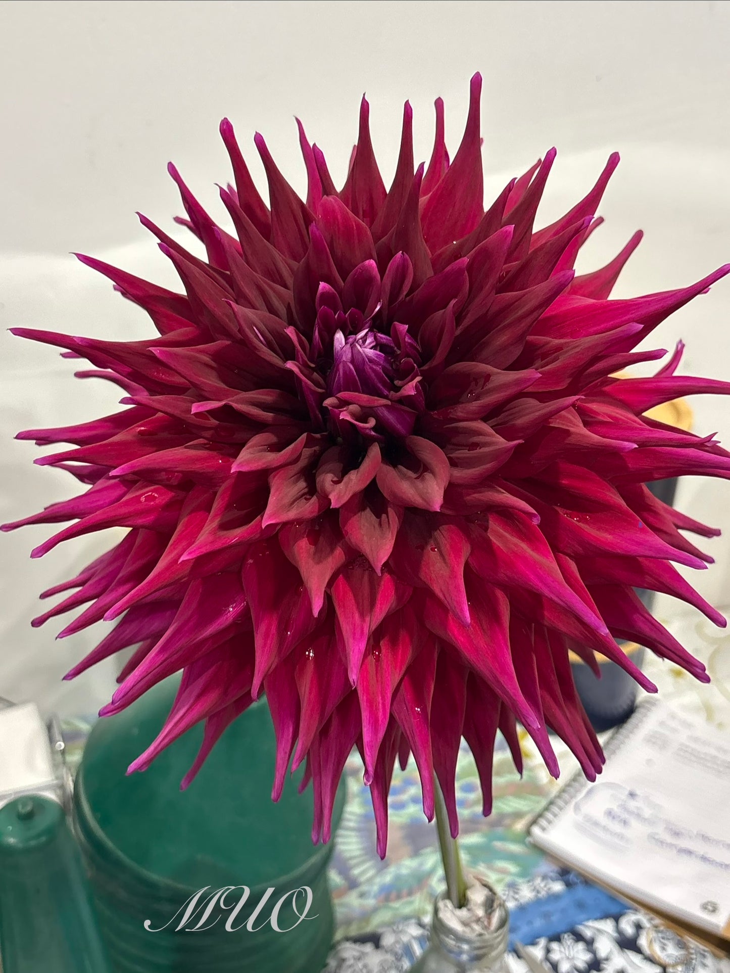 Winkie Bombardier - Dahlia - Large Semi-Cactus