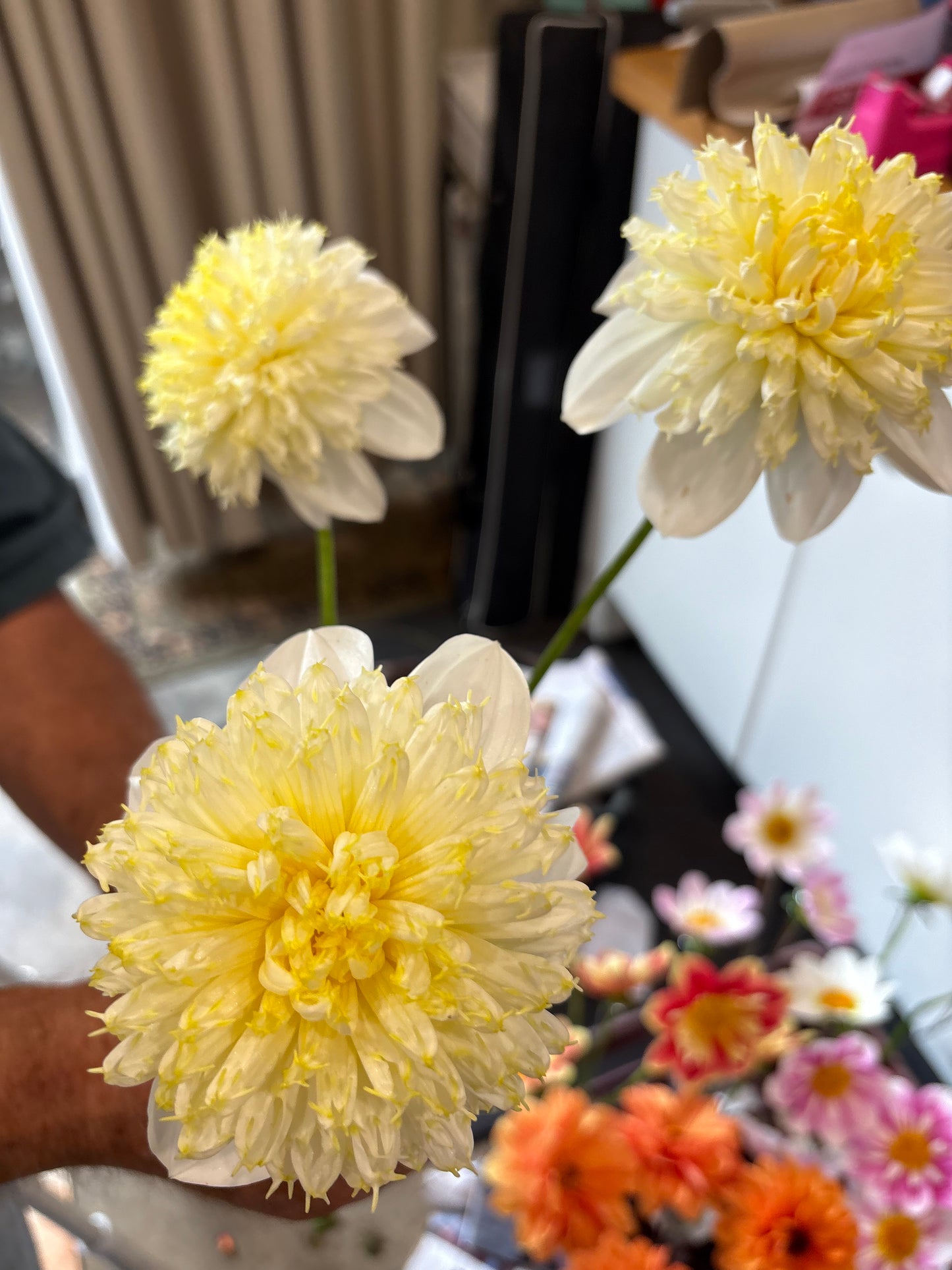 Lemon Sorbet - Dahlia - Anemone