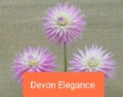 Devon Elegance - Dahlia - Small Cactus