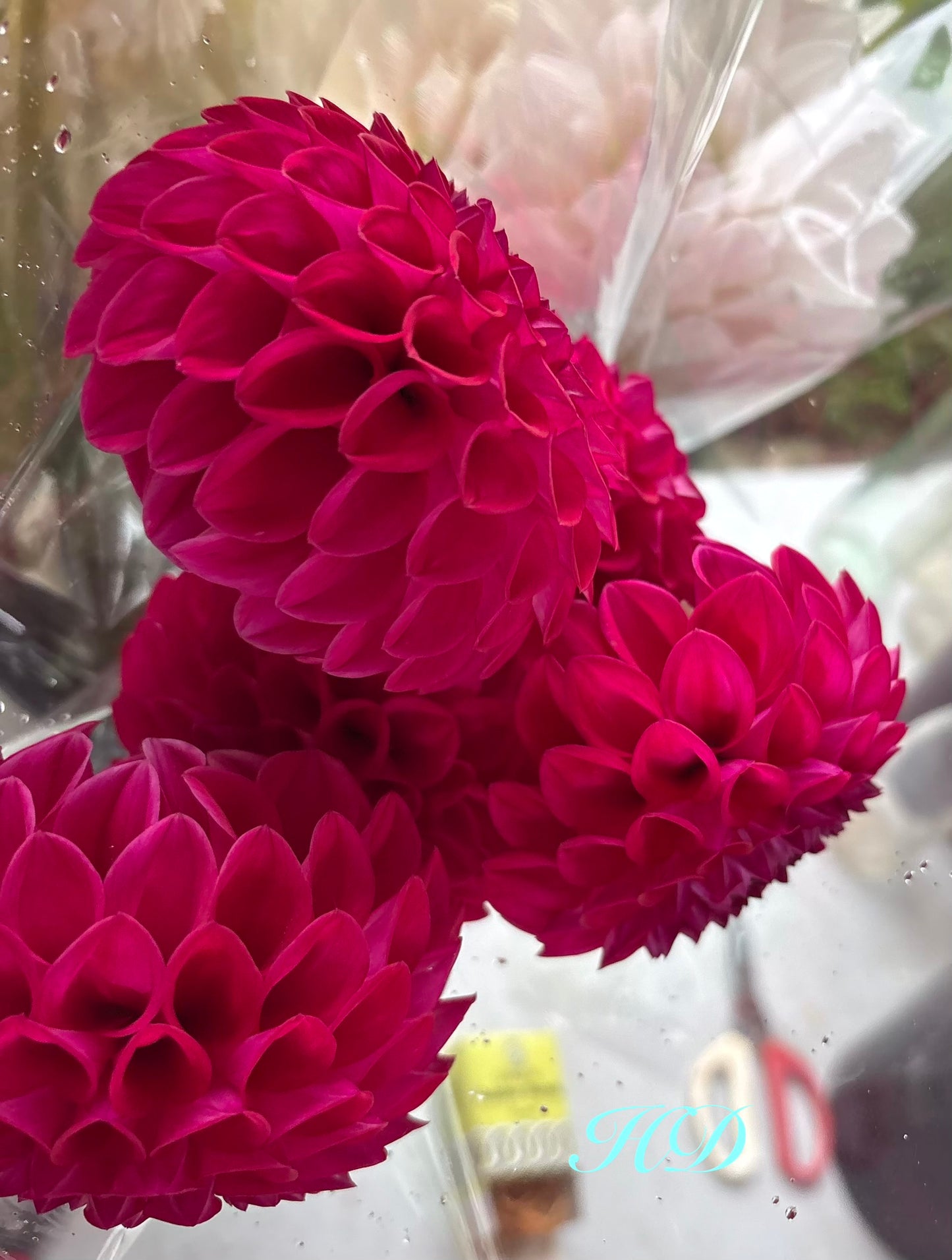 Devon Fantasy - Dahlia - Miniature Decorative
