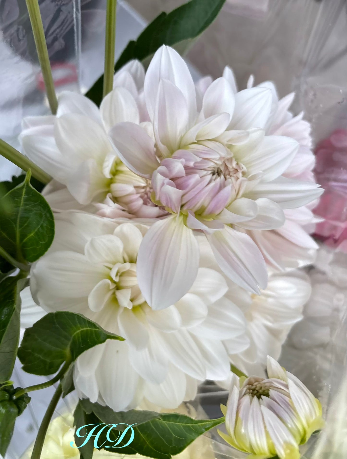 Guyra White - Dahlia - Waterlily