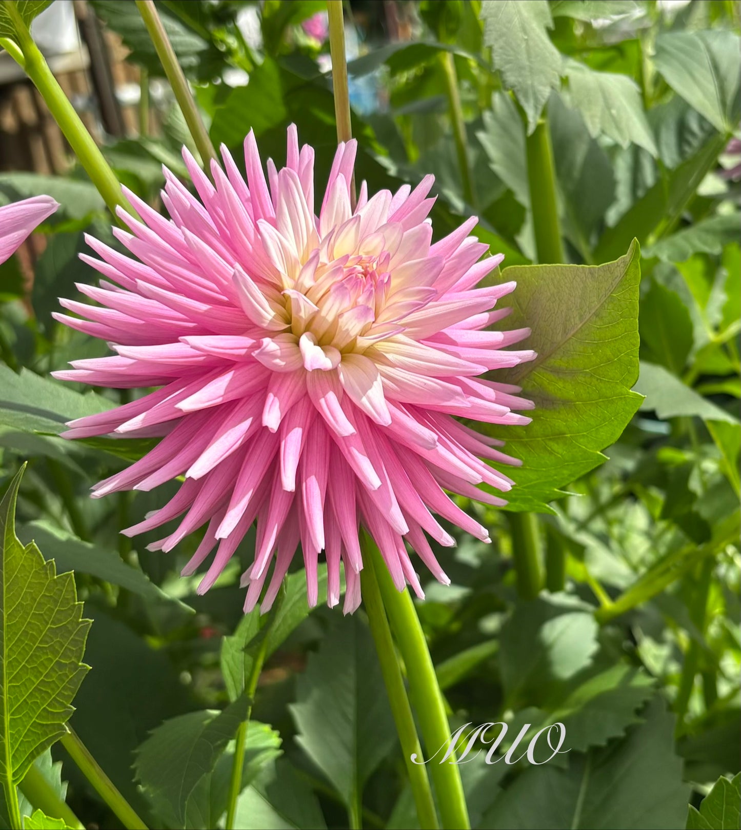 Devon Elegance - Dahlia - Small Cactus