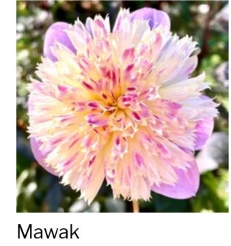 Mawak - Dahlia - Anemone