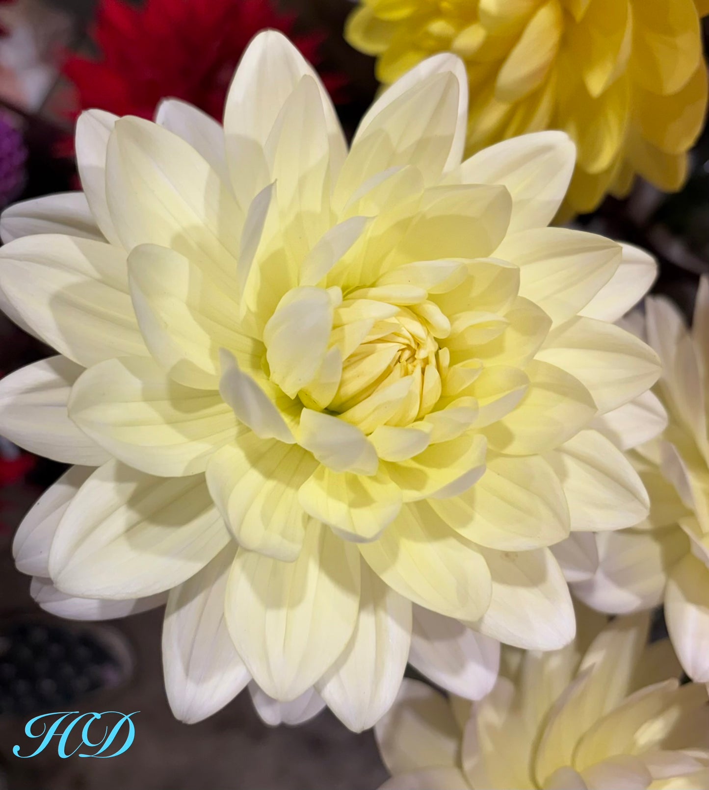 Guyra White - Dahlia - Waterlily