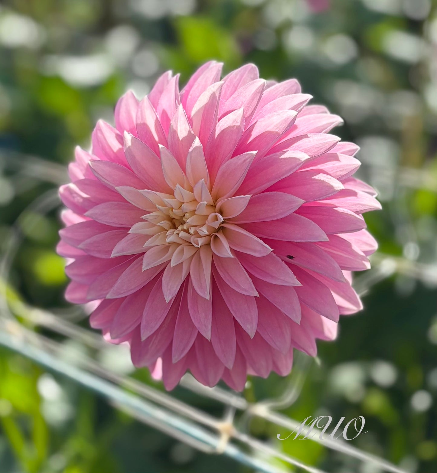Alloway Candy - Dahlia - Stella