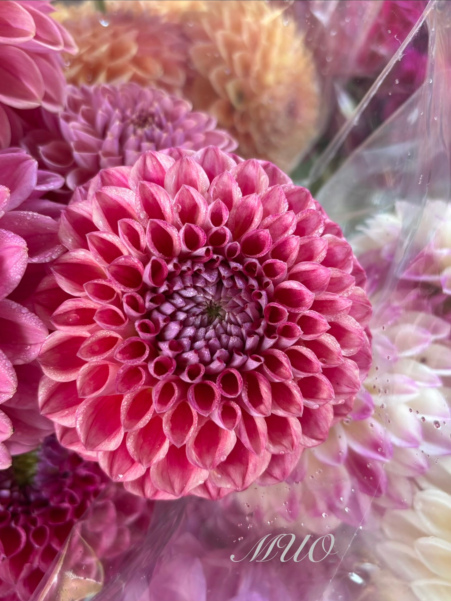 Winkie Robot - Dahlia - Ball