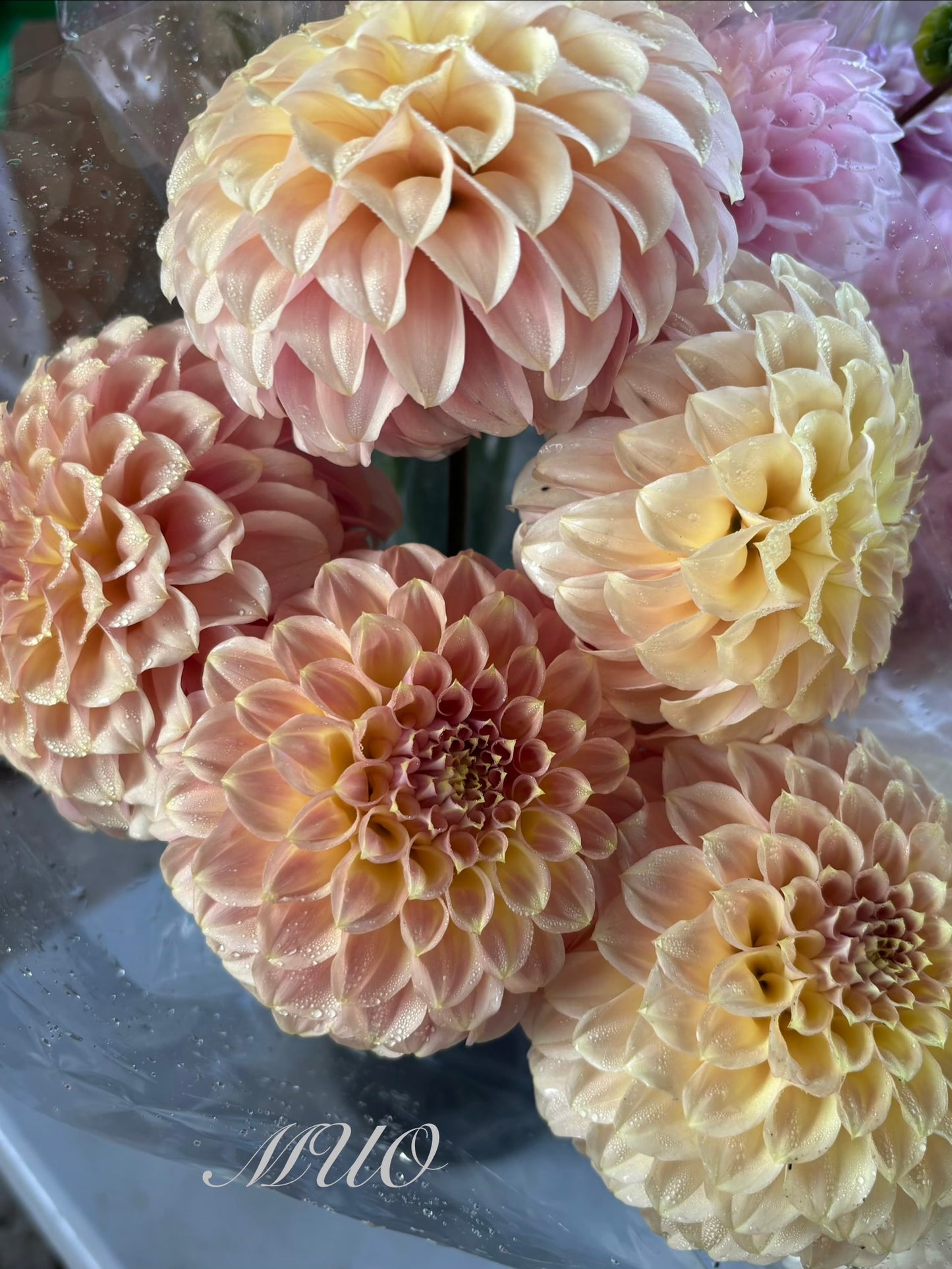 Coorabell Astrid - Dahlia - Miniature Decorative