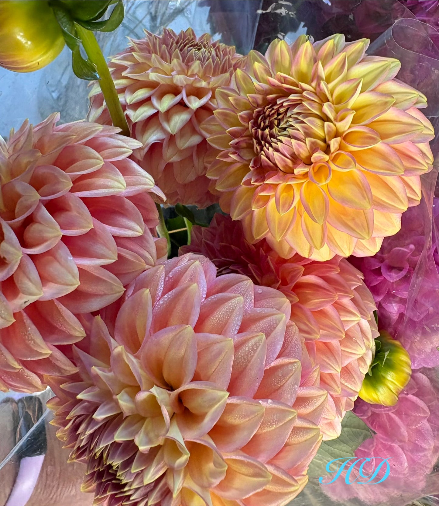 Darbro Skyla - Dahlia - Miniature Decorative
