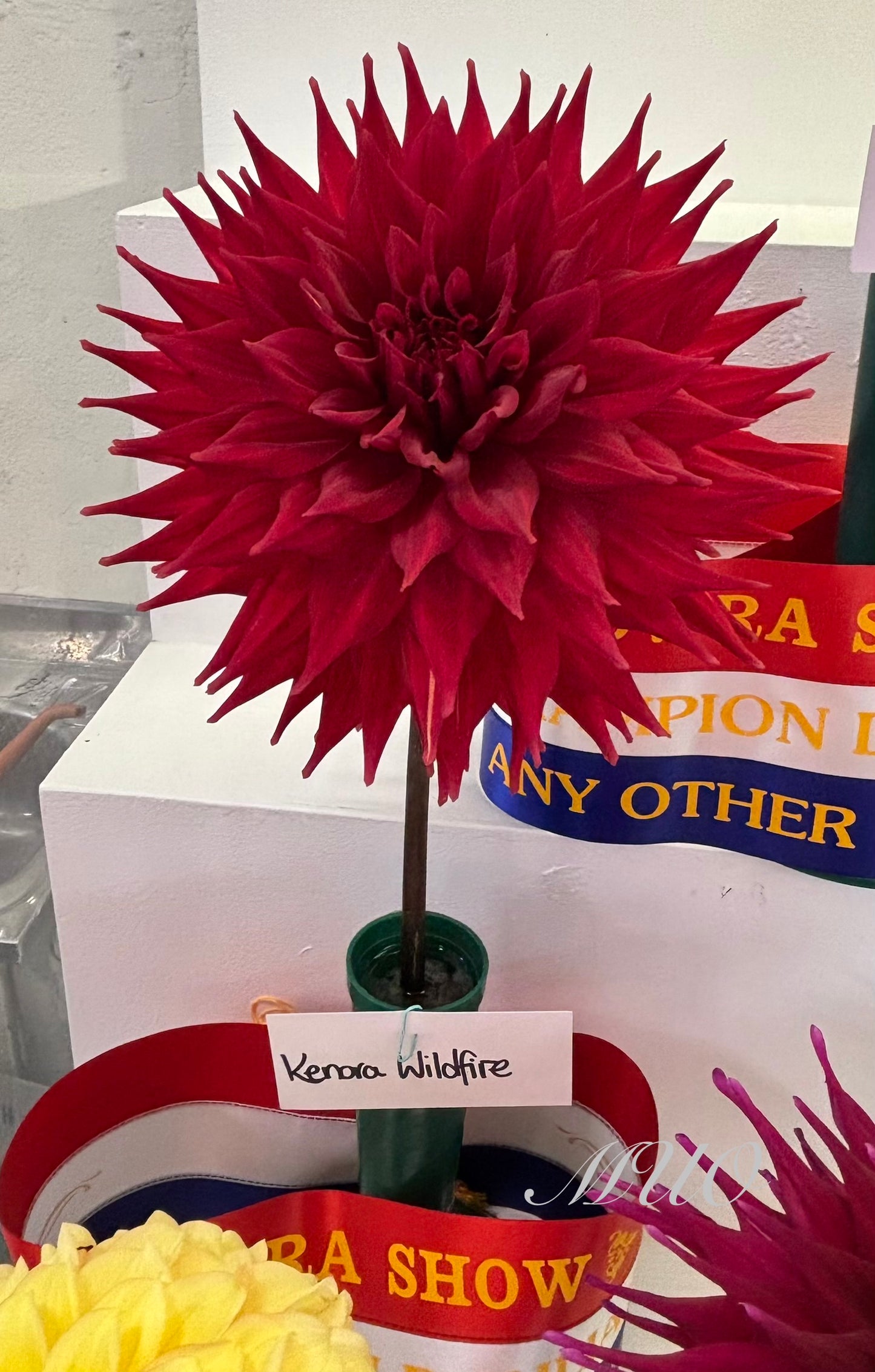 Kenora Wildfire - Dahlia - Large Decorative