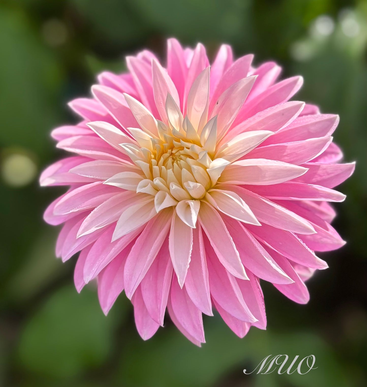Alloway Candy - Dahlia - Stella