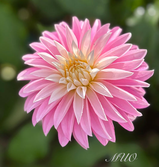 Alloway Candy - Dahlia - Stella