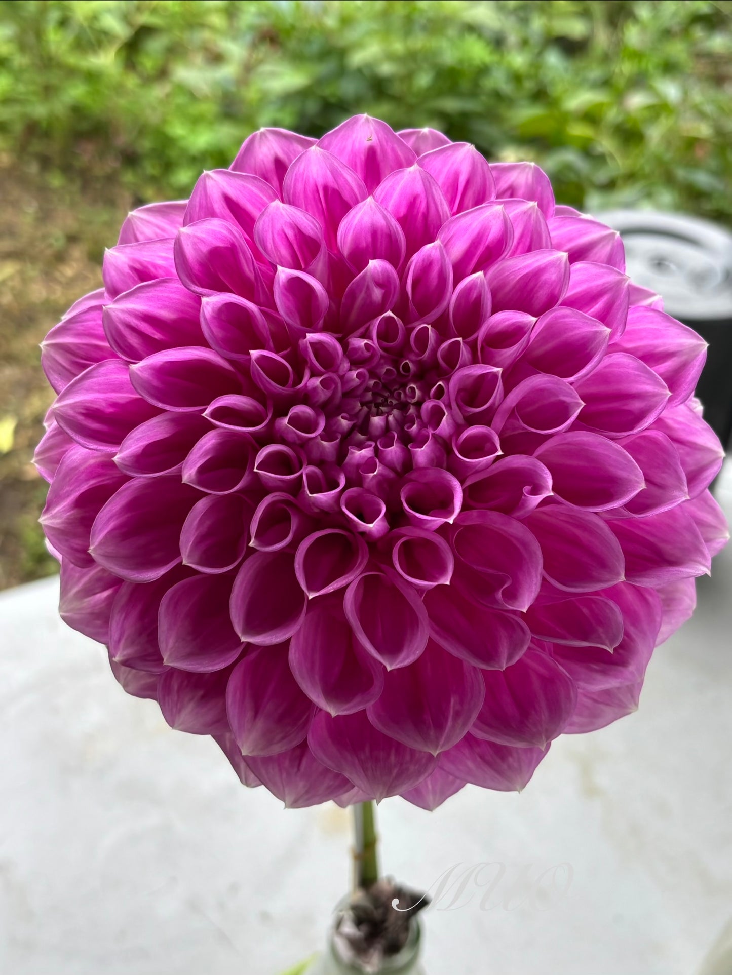 Everton Esquire - Dahlia - Small Decorative