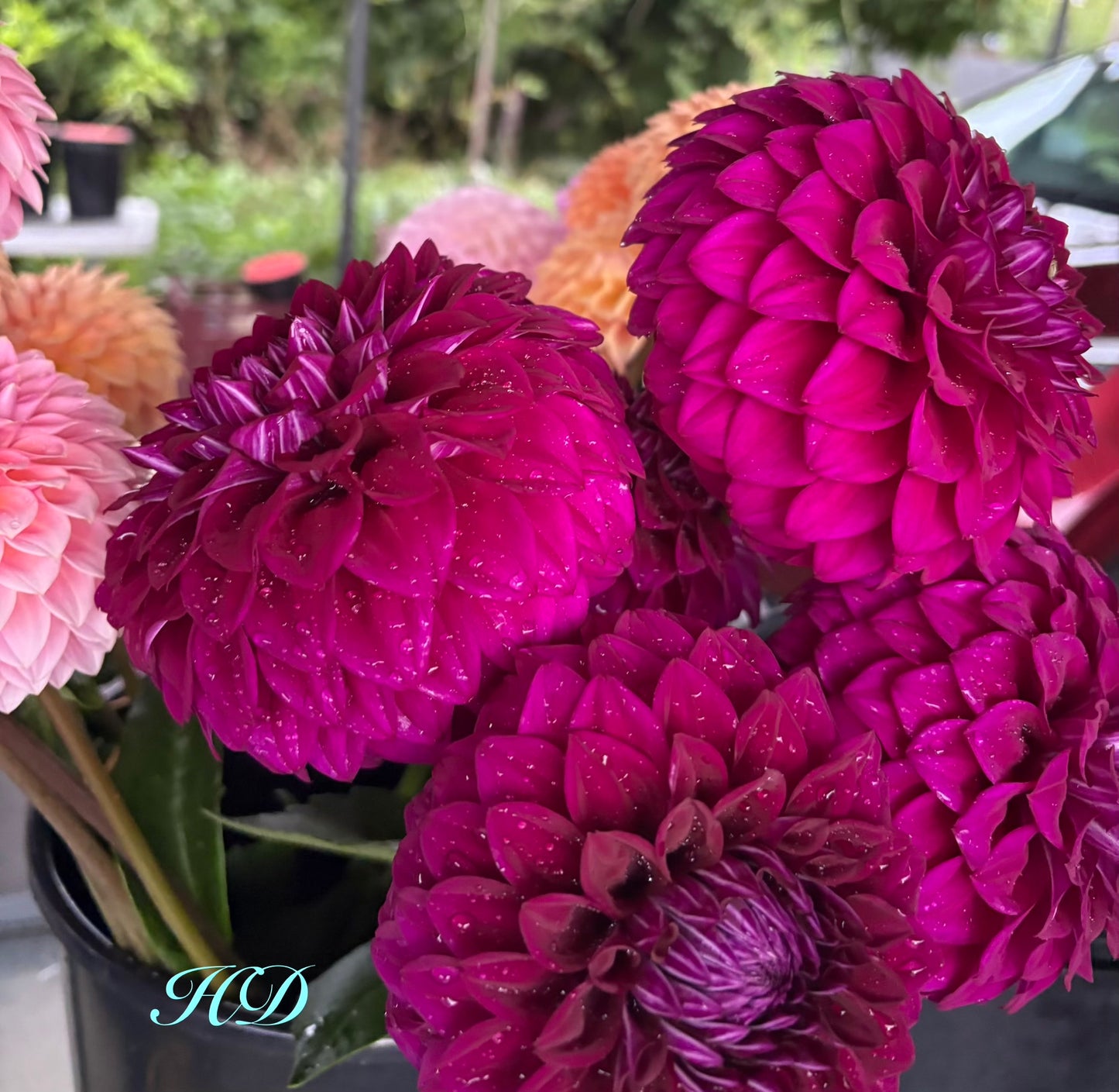 Purple Dream - Dahlia - Small Decorative