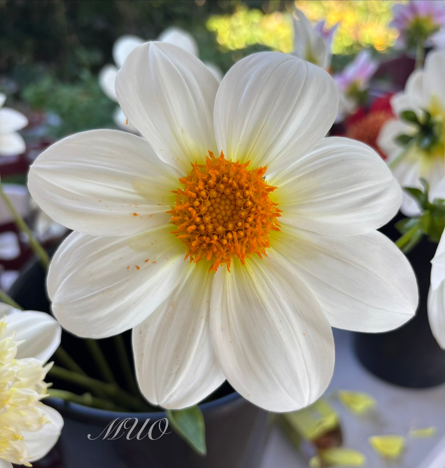 Woden White Light - Dahlia - Single