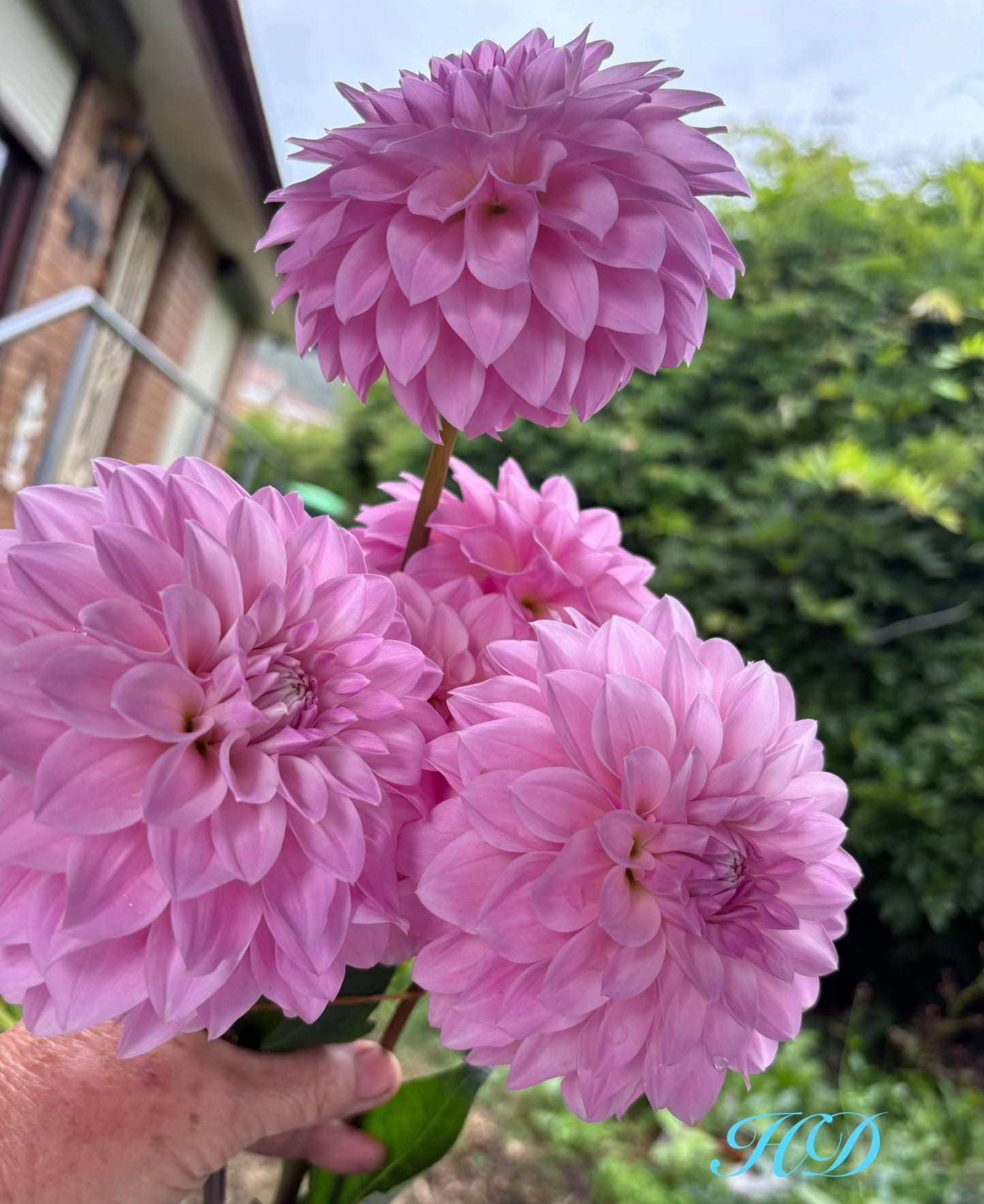 Bill's Maddy - Dahlia - Miniature Decorative