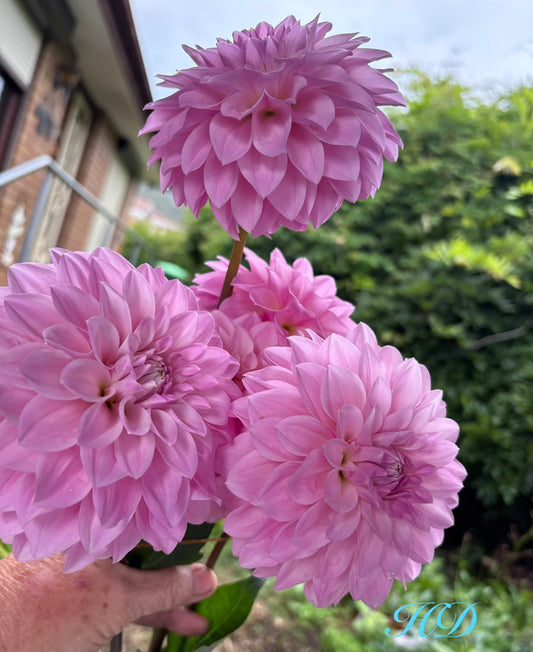 Bill's Maddy - Dahlia - Miniature Decorative