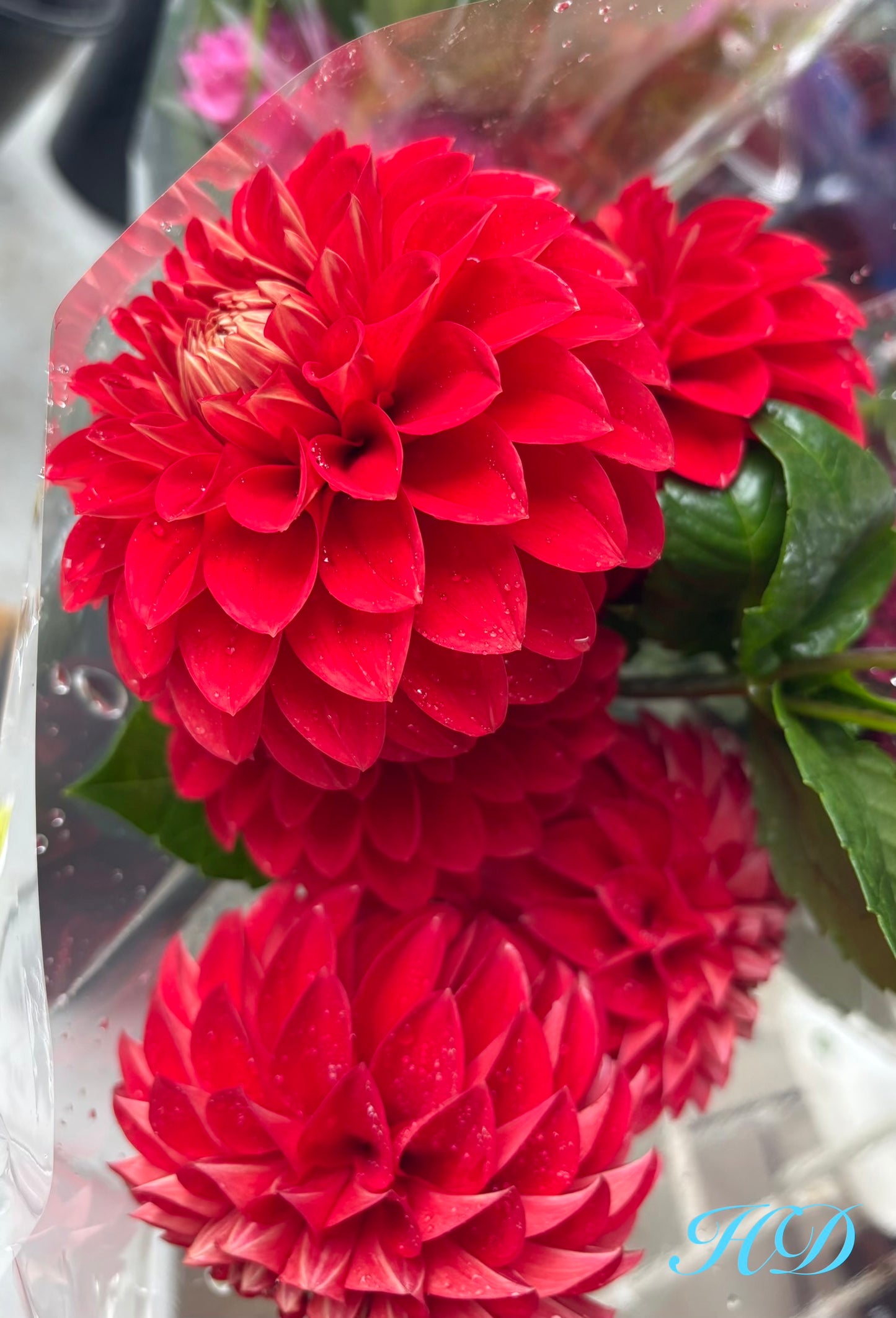 George 'O' - Dahlia - Small Decorative