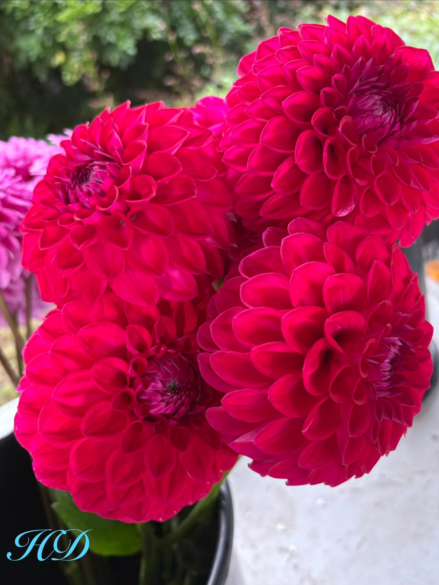 Devon Fantasy - Dahlia - Miniature Decorative