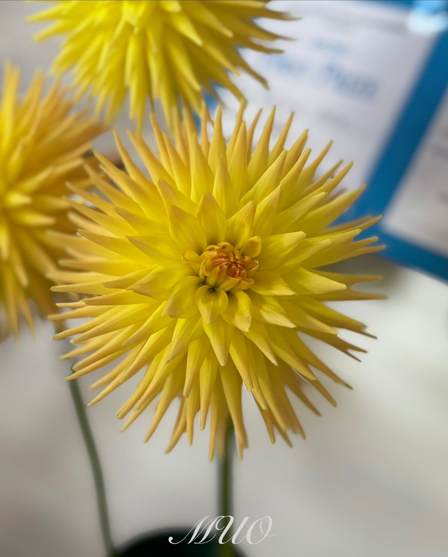Devon Cocktail - Dahlia - Miniature Cactus