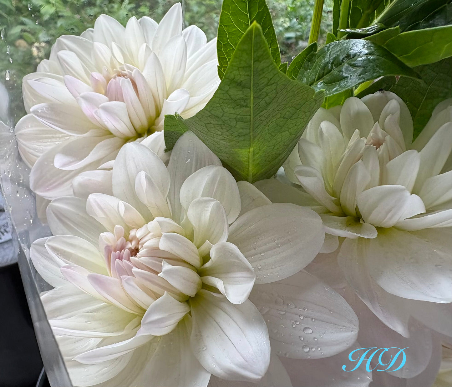Guyra White - Dahlia - Waterlily