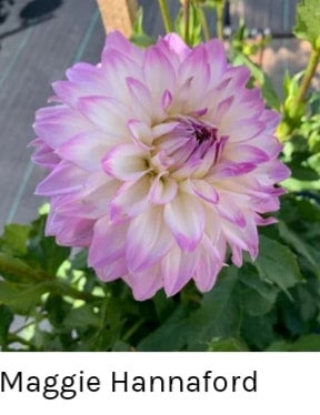 Maggie Hannaford - Dahlia - Medium Decorative